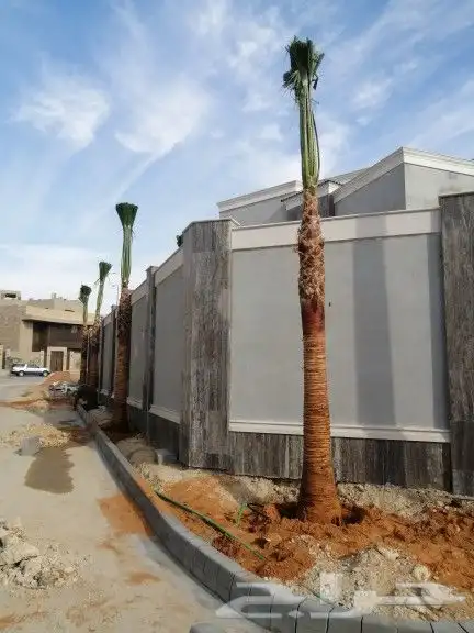 تكريب النخيل 1 12