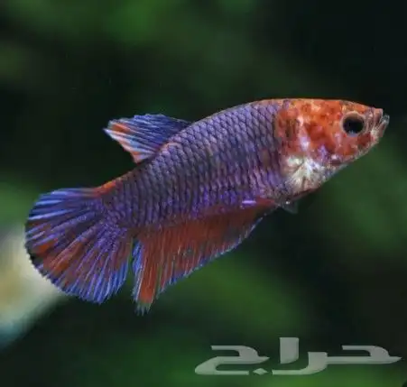 انثى سمك فايتر لحق ع الزين كمية محدوده 2