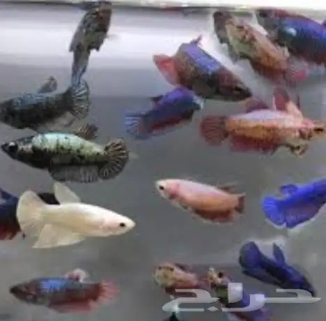 انثى سمك فايتر لحق ع الزين كمية محدوده 5