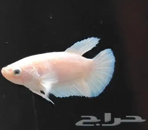 انثى سمك فايتر لحق ع الزين كمية محدوده 3