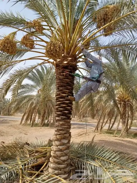 تكريب النخيل 1 0