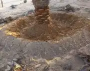 مجالس تراثي وبناء الحجر والشبوك 9