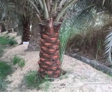 مجالس تراثي وجميع اعمال انخيل 4