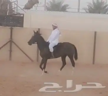 تعليم الفروسية 7