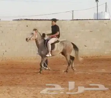 تعليم الفروسية 0