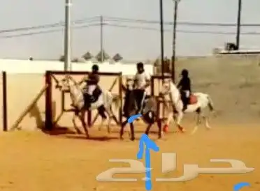 تعليم الفروسية 2
