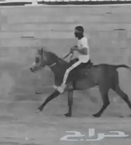 تعليم الفروسية 1