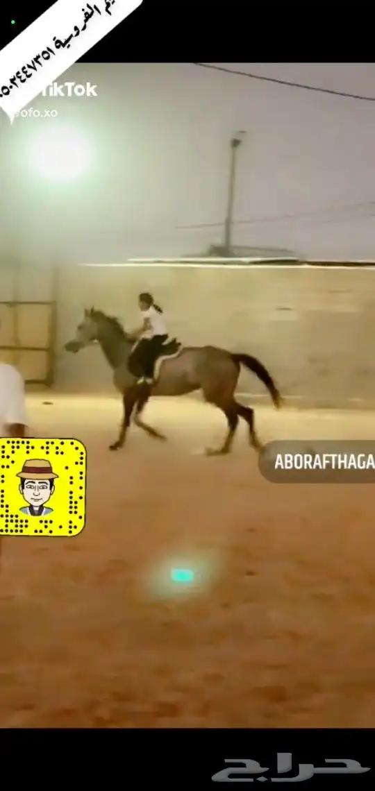 تعليم الفروسية 8