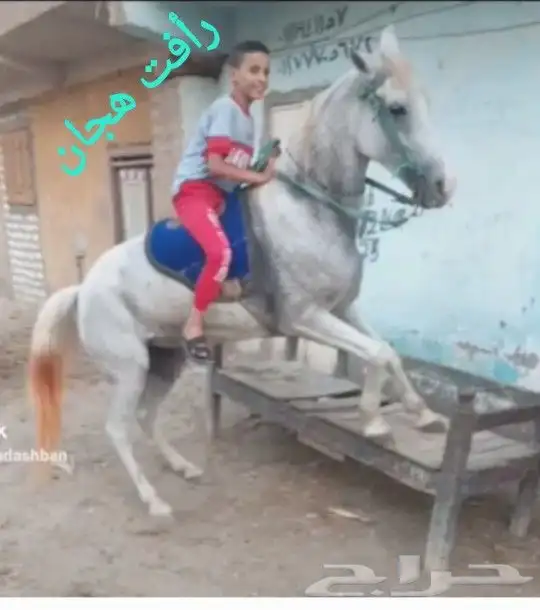 تعليم الفروسية 3
