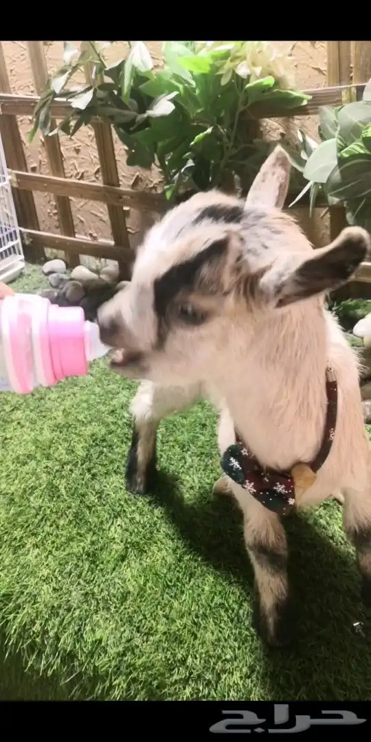 ماعز قزمي تشيكي عمر 10 يام جاهز لتربيه في المنزل 0