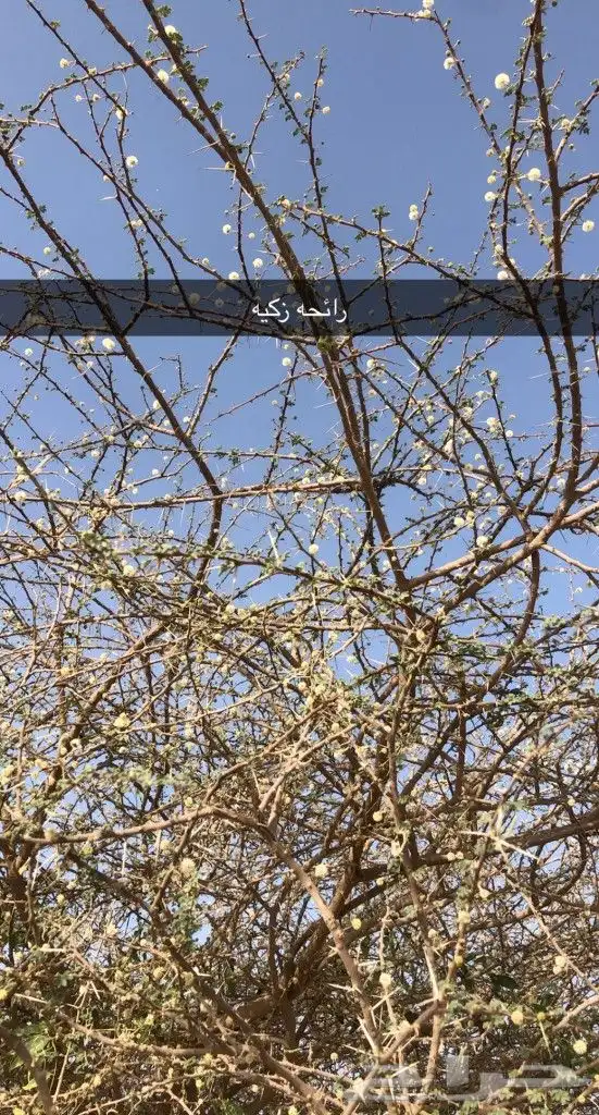 عسل سمرة حضرمي درجة اولى بالكيلو وبالنصف وبالربع 7