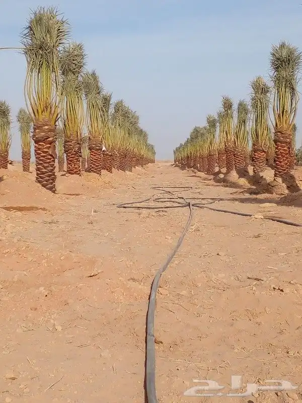 نقايل برحي وسكري واخلاص 0