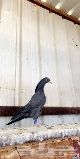 طبات تيدي و رام بيور الشايشات 10