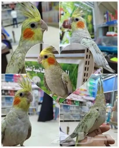 ببغاء اليف مدرب 0