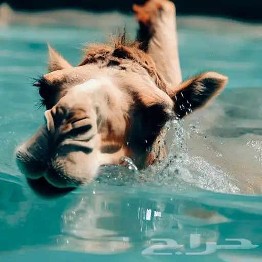 مصور محترف 0