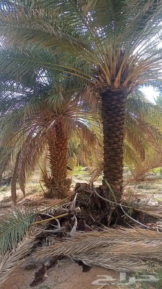 تكريب وتجوير ونظافة المزارع بأسعار مناسبة 9