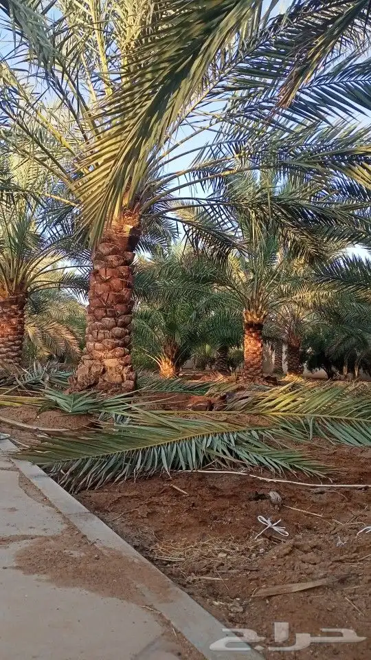 تكريب وتجوير ونظافة المزارع بأسعار مناسبة 1