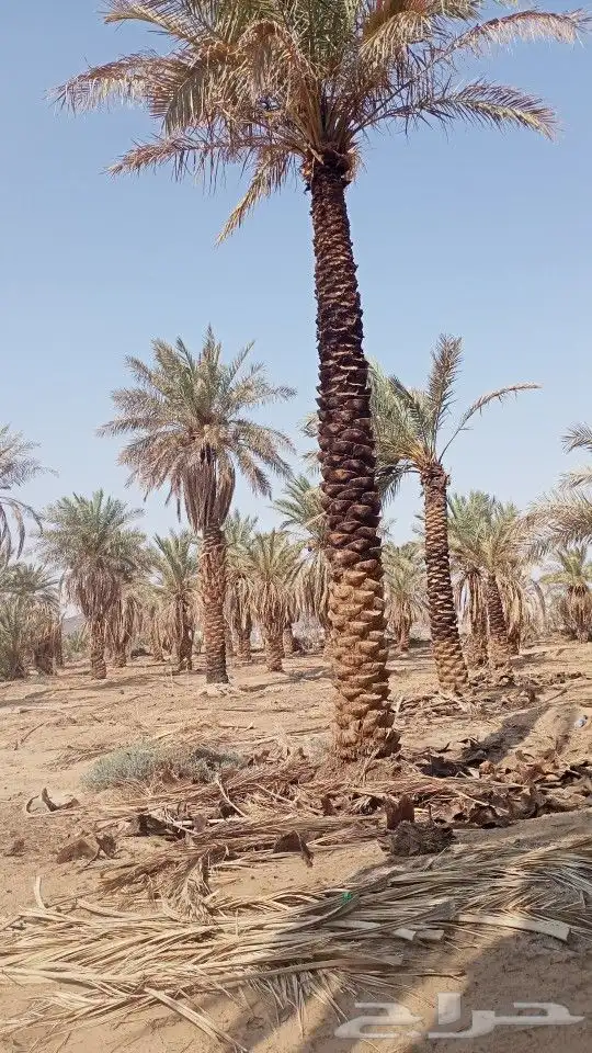 تكريب وتجوير ونظافة المزارع بأسعار مناسبة 0
