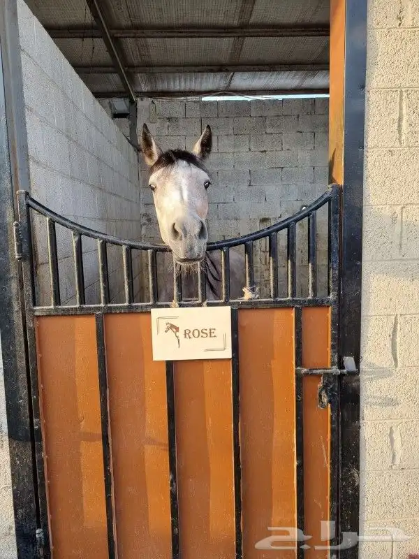 الحفر على الخشب والجلد 7