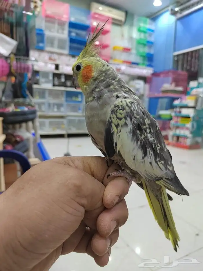 ببغاء اليف مدرب 1