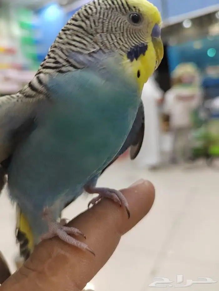 ببغاء اليف مدرب 2