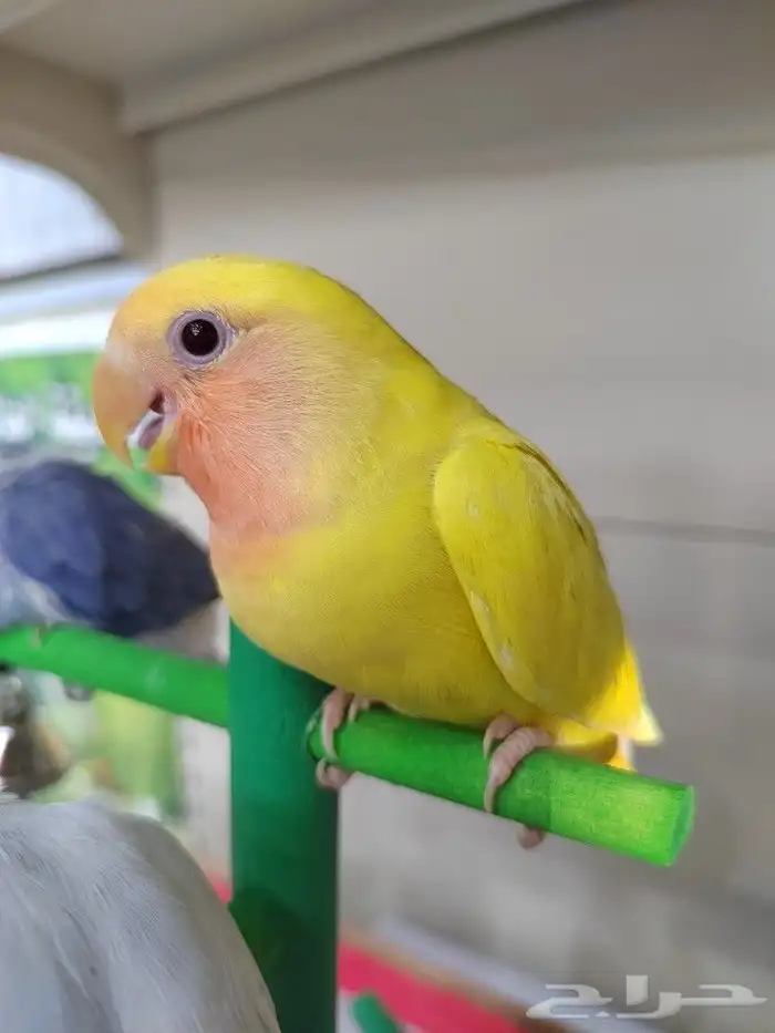 ببغاء اليف مدرب 5