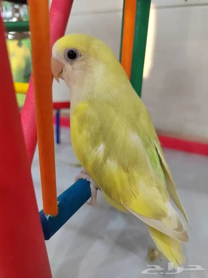ببغاء اليف مدرب 4