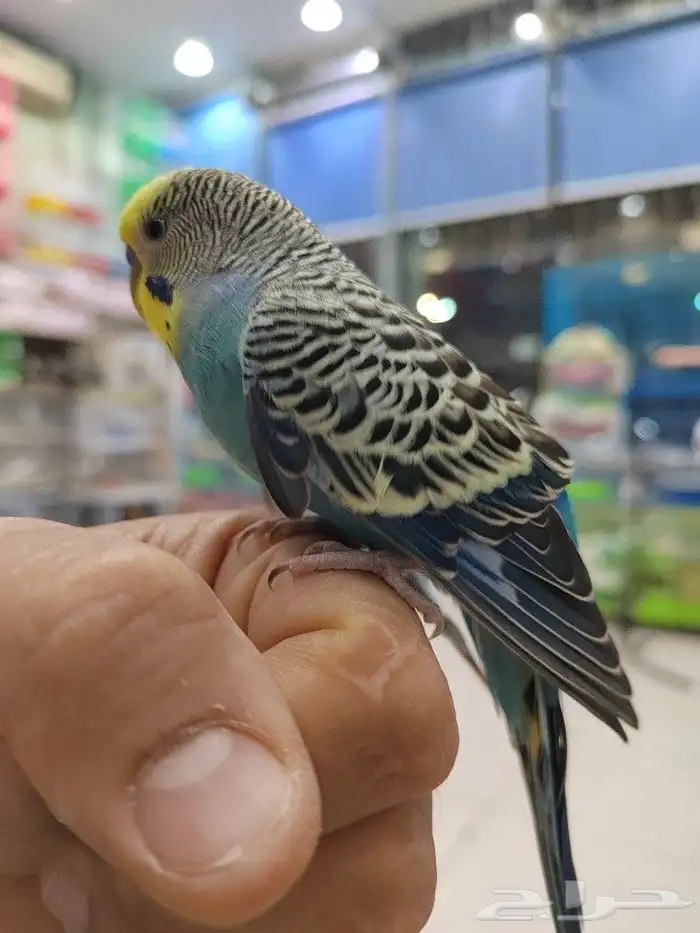 ببغاء اليف مدرب 3