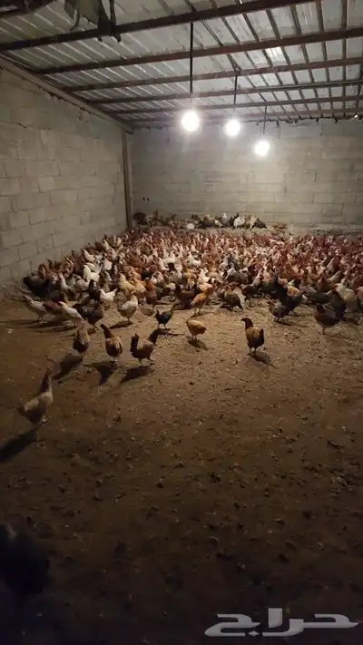 صوص بلدي فواتح 5