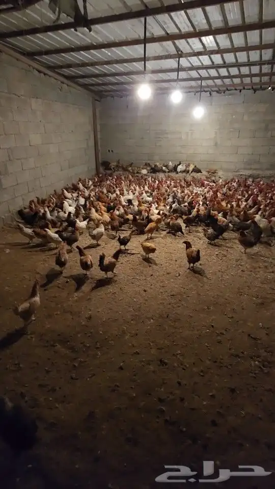 صوص بلدي فواتح 5