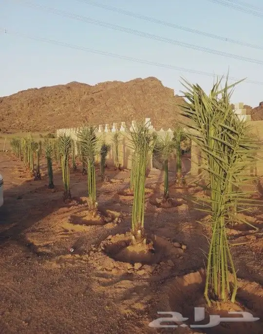 تركيب الشبوك وتوريد النخيل 0