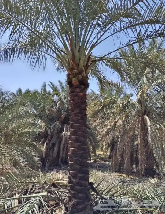 تركيب الشبوك وتوريد النخيل 1