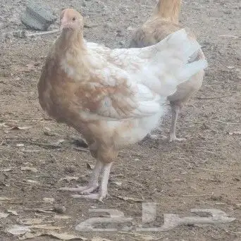 بيض دجاج تركي 5