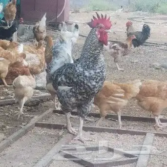 بيض دجاج تركي 6