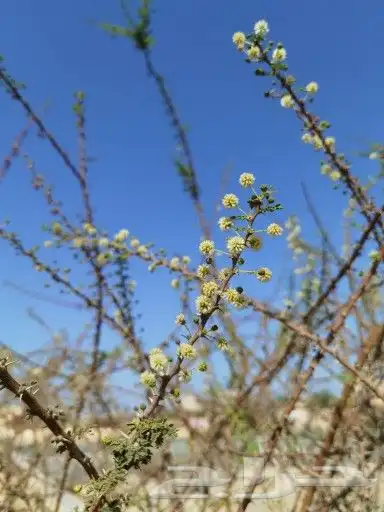 عسل سمرة حضرمي رقم واحد بالكيلو وبالنصف كيلو والربع كيلو 8