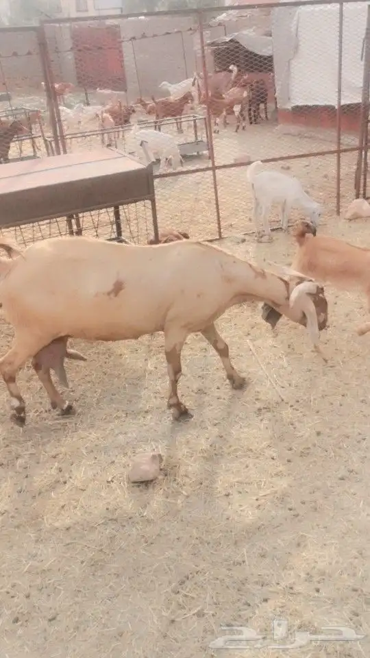 عنز هندية جرم عالي( تم البيع ) 0