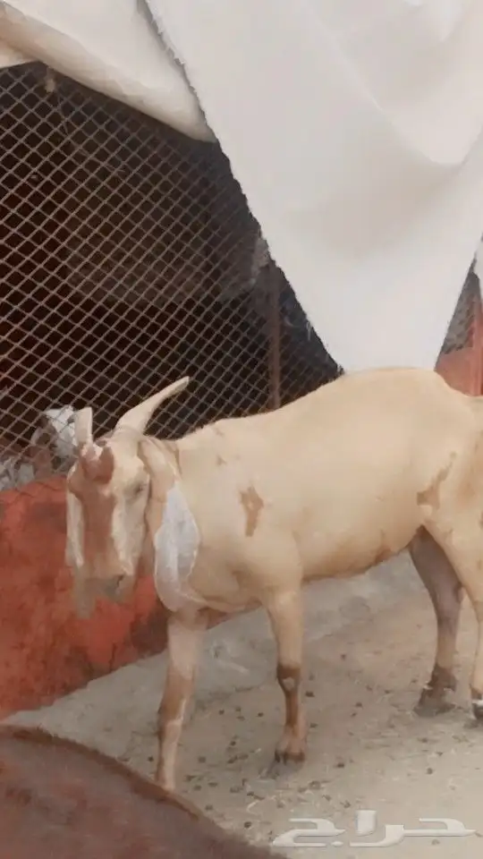 عنز هندية جرم عالي( تم البيع ) 1