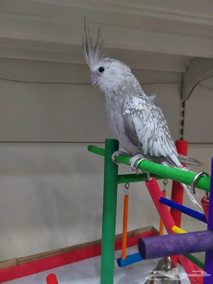 ببغاء روز كروان اليف 2