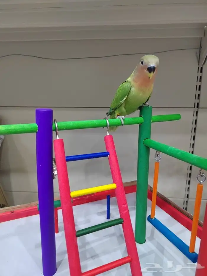 ببغاء روز كروان اليف 5