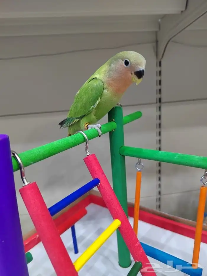 ببغاء روز كروان اليف 4