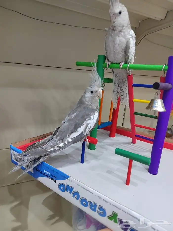 ببغاء روز كروان اليف 1