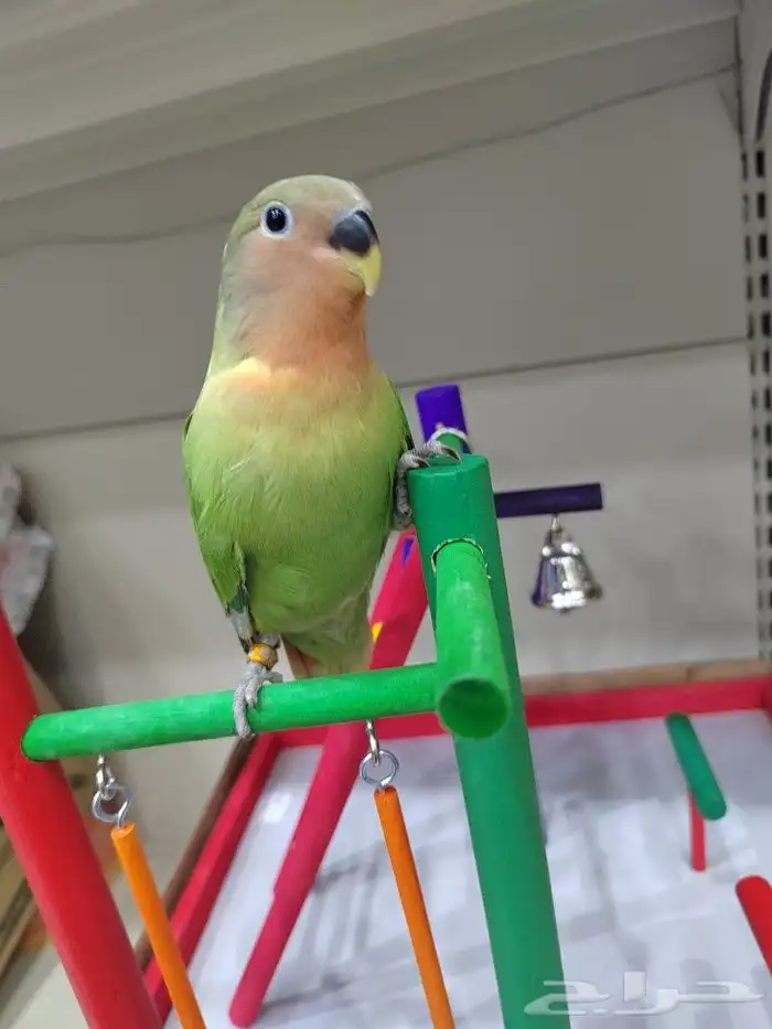 ببغاء روز كروان اليف 0