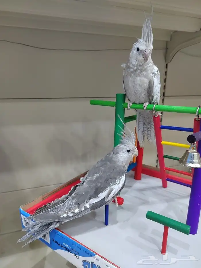 ببغاء روز كروان اليف 6