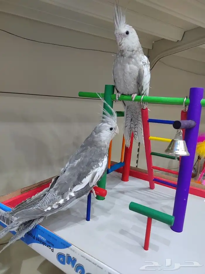 ببغاء روز كروان اليف 3