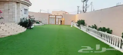 انجيله طبيعي عشب ثيل سي الفين جيزان مزروع طبيعي صبيا جيزان 30