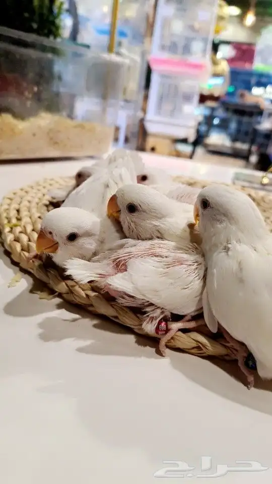 فروخ روز البينو قطن 150 ريال تم البيع 1