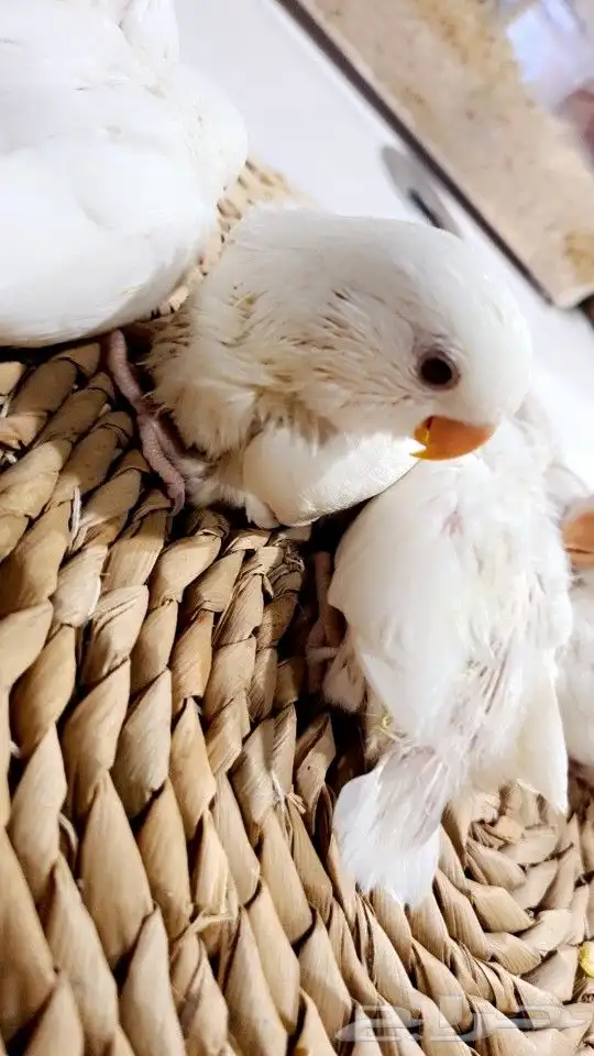 فروخ روز البينو قطن 150 ريال تم البيع 5