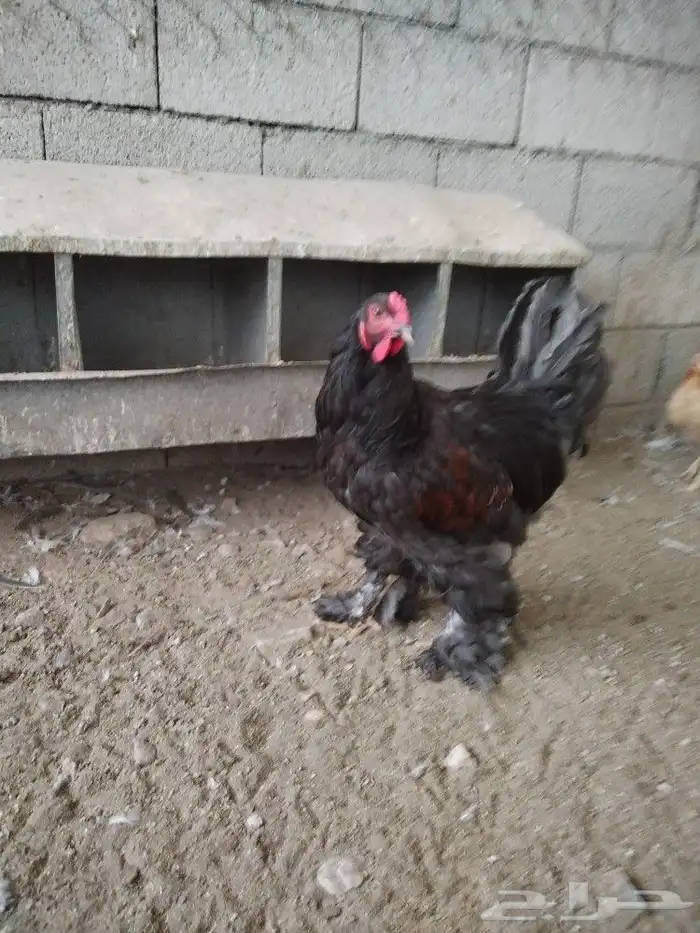 دجاج براهما 4