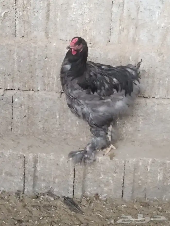 دجاج براهما 1