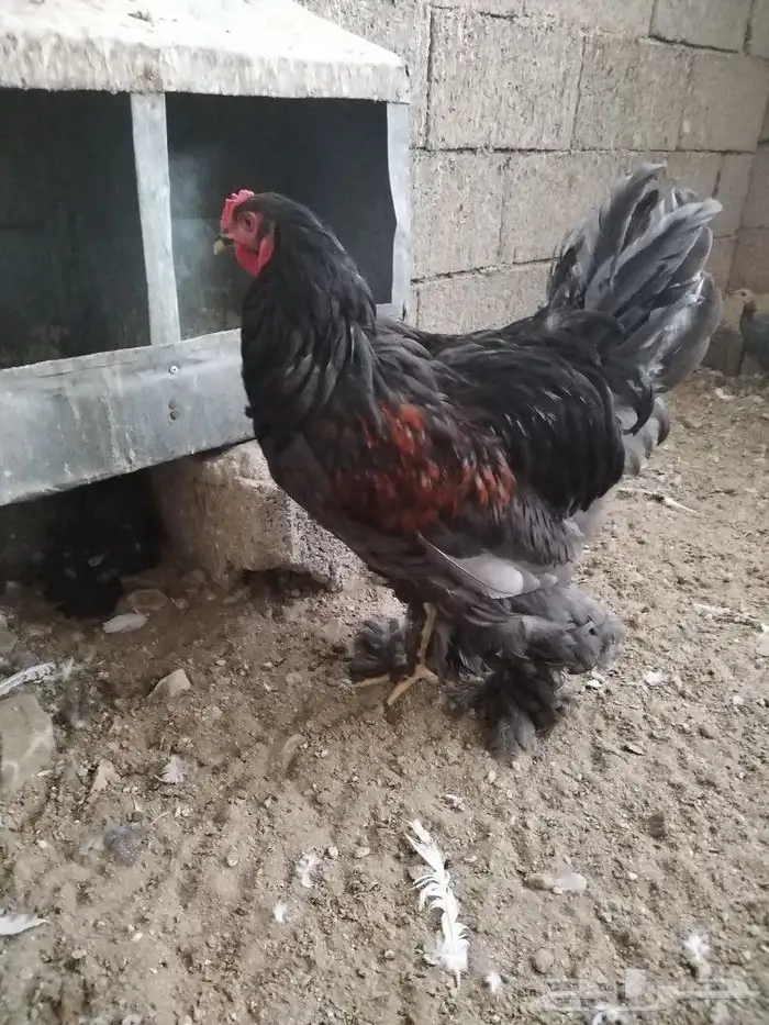 دجاج براهما 0